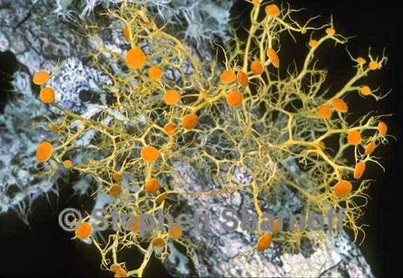 teloschistes flavicans exilis 3