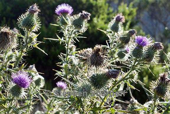 thistles 1 graphic