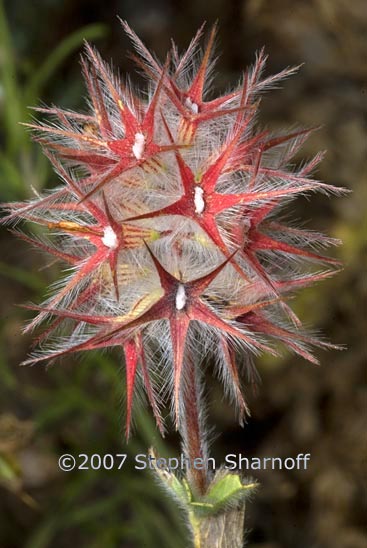 trifolium stellatum 1 graphic