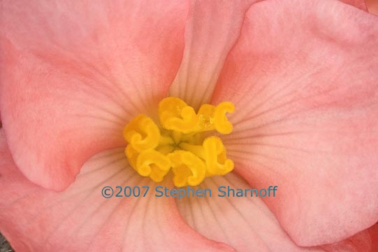 tuberous begonia graphic