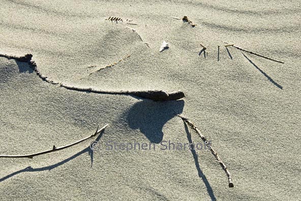 twigs on beach 2 graphic