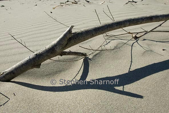 twigs on beach 1 graphic