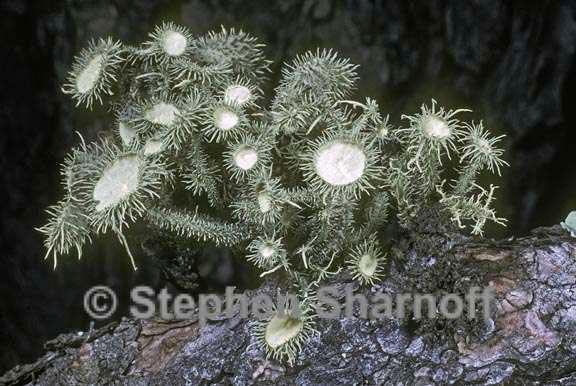 usnea parvula graphic