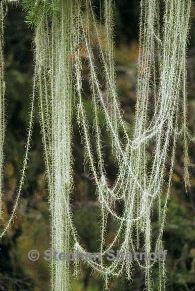 usnea longissima 1 graphic