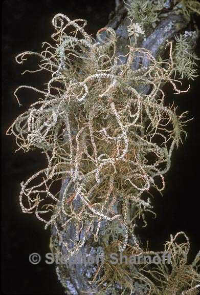 usnea rubicunda 1 graphic