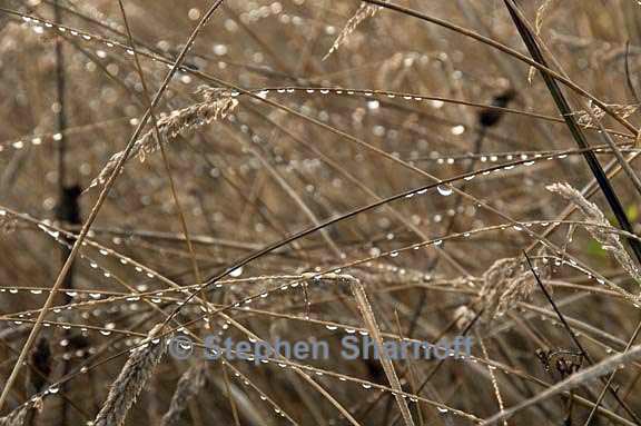 wet grass 1 graphic