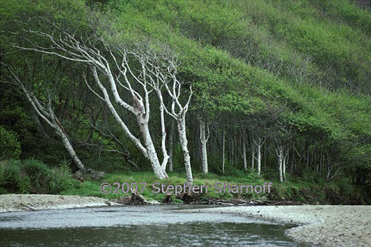 windblown alders 1 graphic