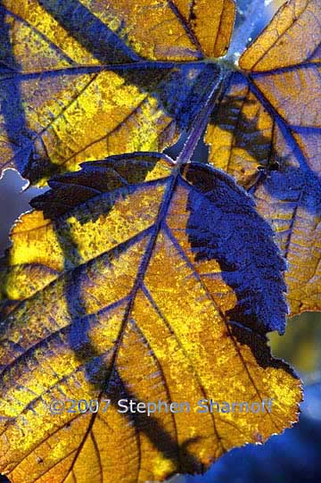 winter leaves provence 1 graphic