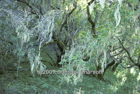 buckeyes with lichen graphic