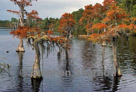 cypress swamp 1 graphic