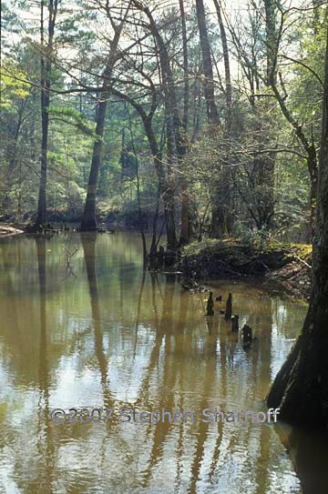 cypress swamp 2 graphic