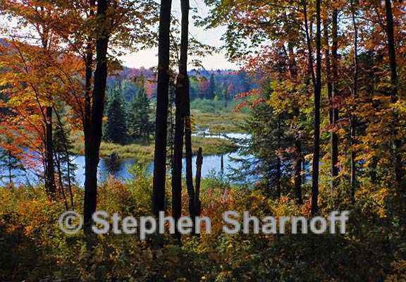 fall gatineau park graphic