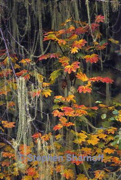 fall leaves with usnea graphic