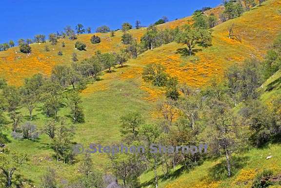 foothills poppies graphic