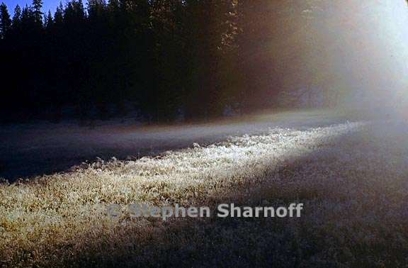 frosty meadow graphic