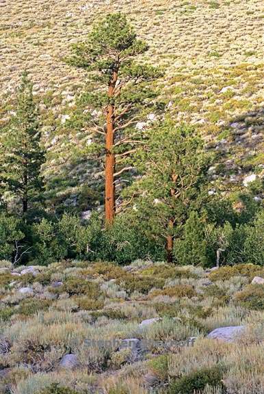 jeffrey pine graphic