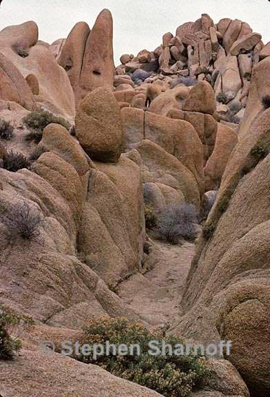 joshua tree rocks 2 graphic