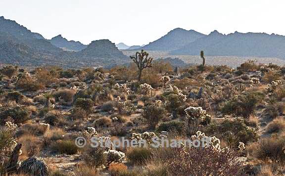 joshua tree dawn graphic