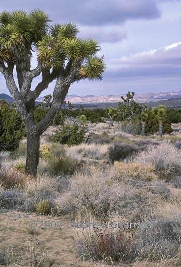 joshua tree desert graphic