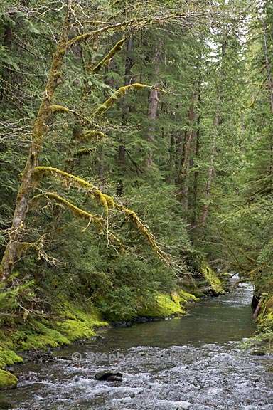 oldgrowth forest breitenbush graphic