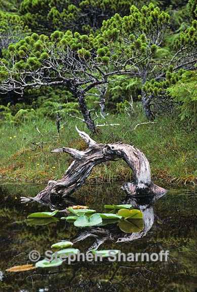 pond british columbia graphic