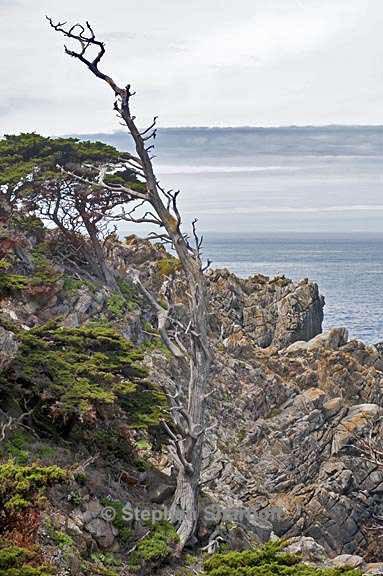 point lobos 1 graphic