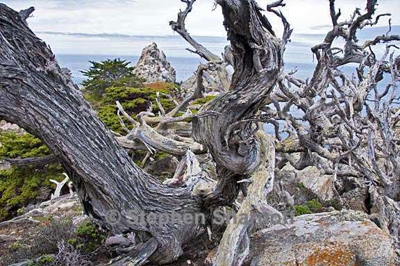 point lobos 2 graphic