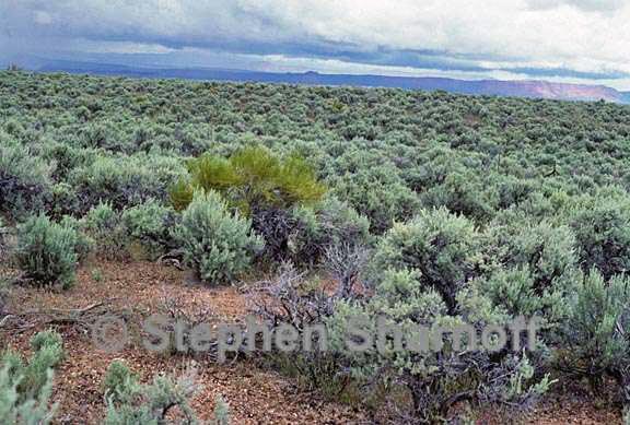 sagebrush graphic