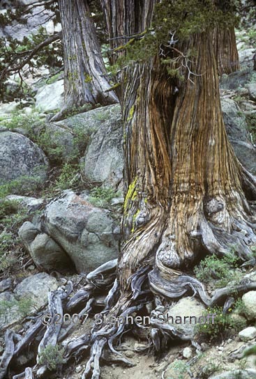 sierra juniper graphic