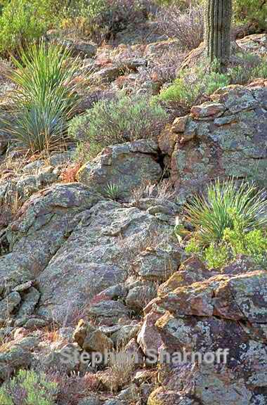 sonoran desert arizona graphic