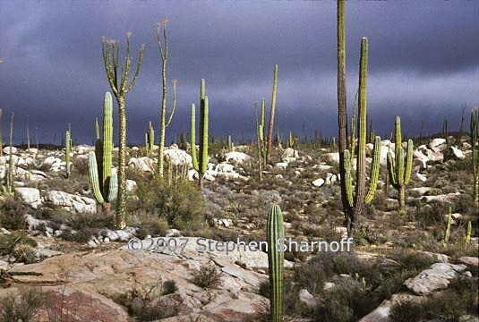 sonoran desert graphic