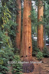 sequoia thumbnail graphic