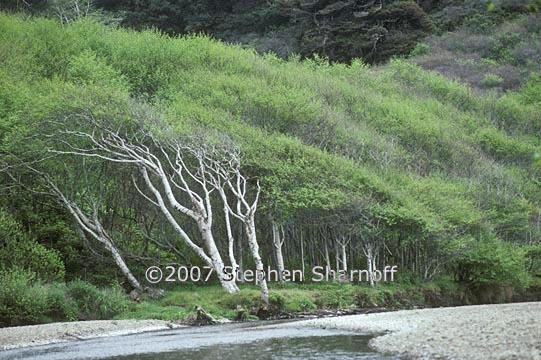 windblown alders 1 graphic