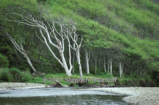 windblown alders 2 graphic