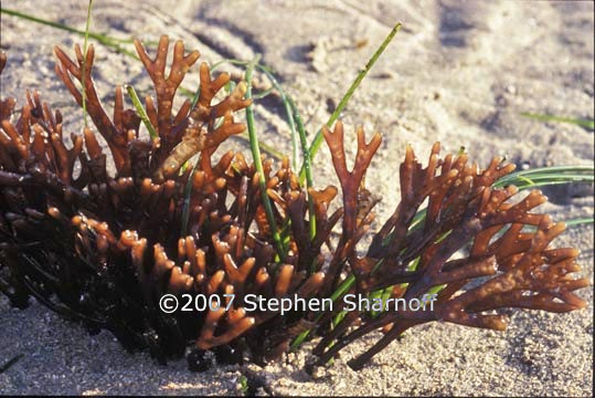 ahnfeltiopsis linearis graphic