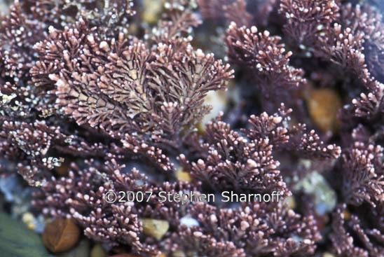 coralline algae 4 graphic