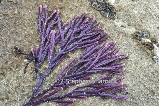 coralline algae 3 graphic