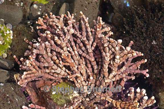 coralline algae 2 graphic