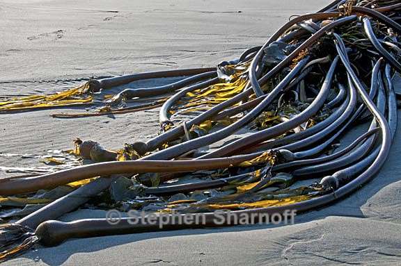 kelp on beach 2 graphic