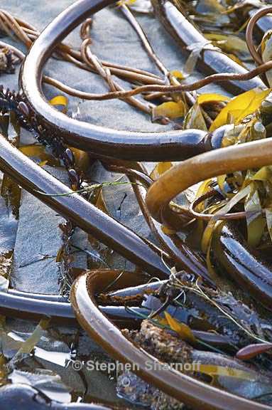 kelp on beach 8 graphic