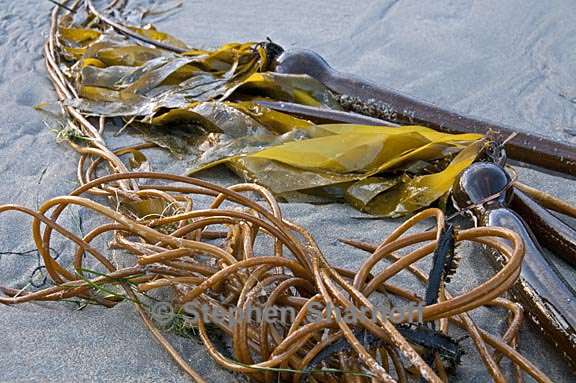 kelp on beach 9 graphic