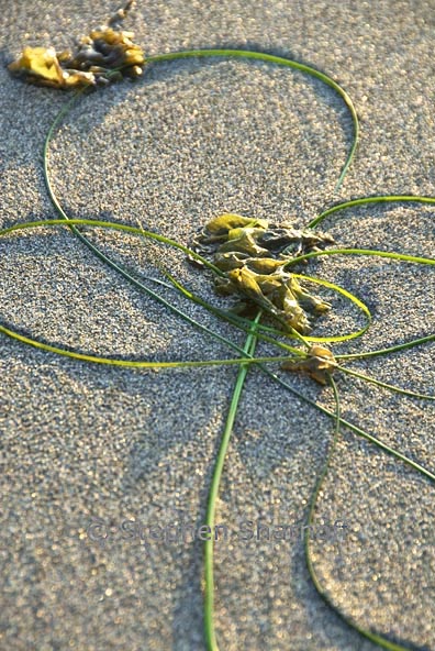 seaweed on beach 2 graphic