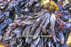 endocladia thumbnail graphic