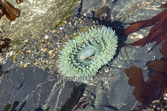 anthopleura xanthogrammica 6 graphic