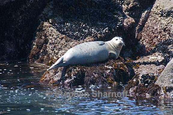 harbor seal 1 graphic