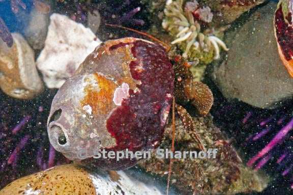 hermit crab 9 