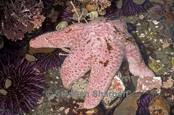 pisaster brevispinus 2 graphic