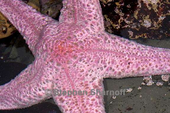 pisaster brevispinus 3 graphic