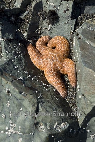 seastar 1 graphic