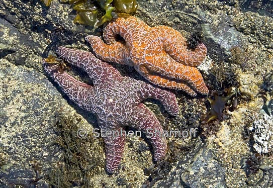 seastars1 graphic